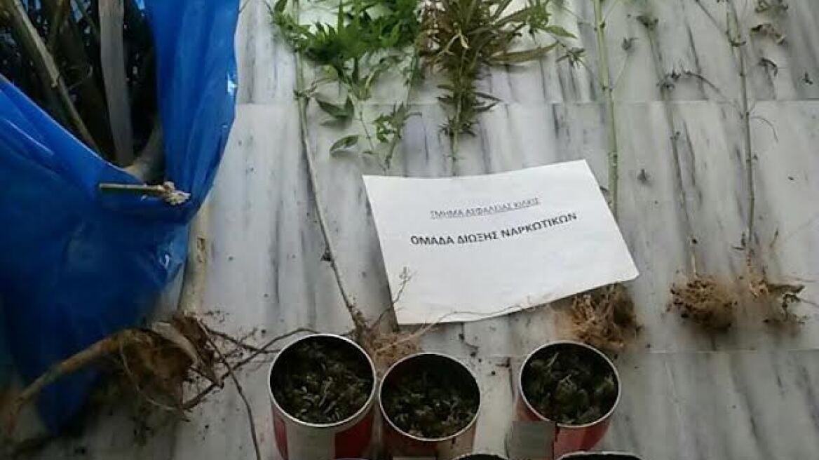 Νέα σύλληψη για χασισοφυτεία στο Κιλκίς