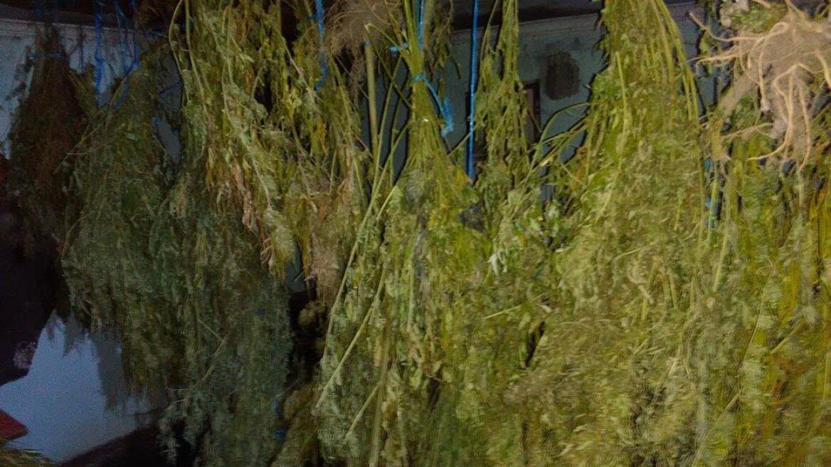 Αποθήκες με 16 δενδρύλλια και 18 κιλά χασίς στην Ελασσόνα