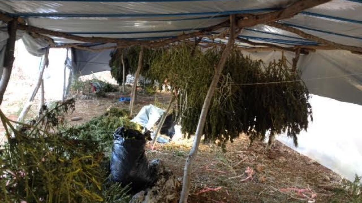 Άλλος ένας ταυτοποιήθηκε για τα 954 χασισόδεντρα