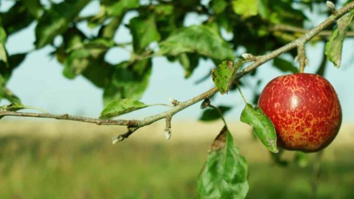 Η ιστορική μηλιά του Νεύτωνα θα βγάλει τώρα 30 απογόνους	    