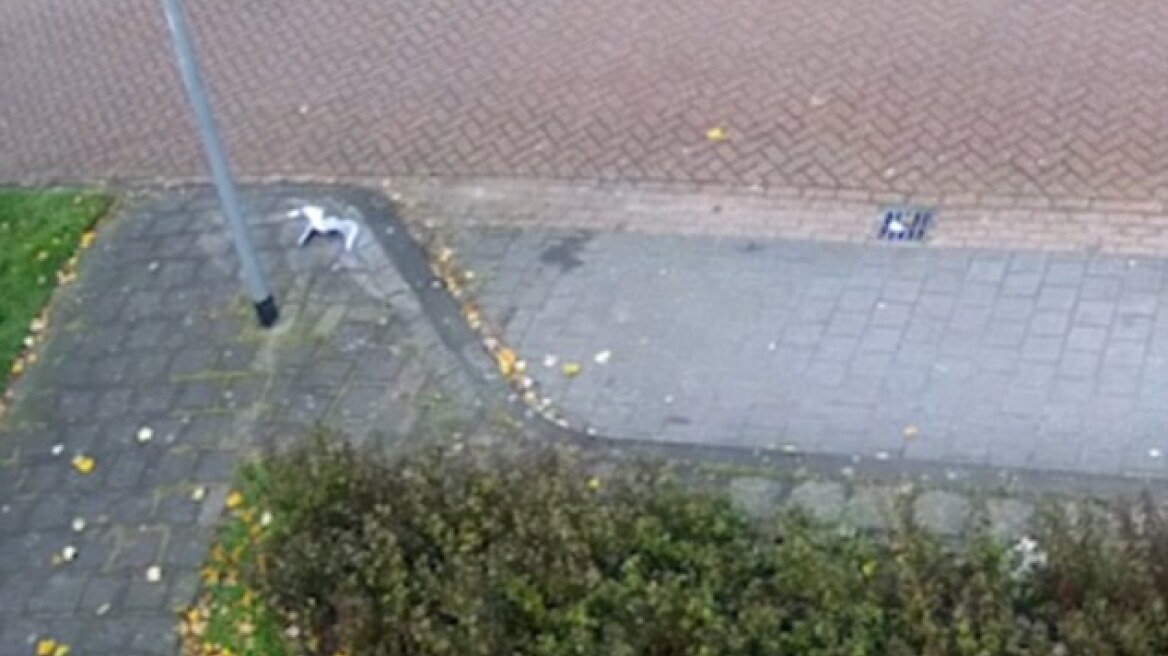 Βίντεο: Ο γλάρος πέφτει με δύναμη πάνω στη λάμπα και...