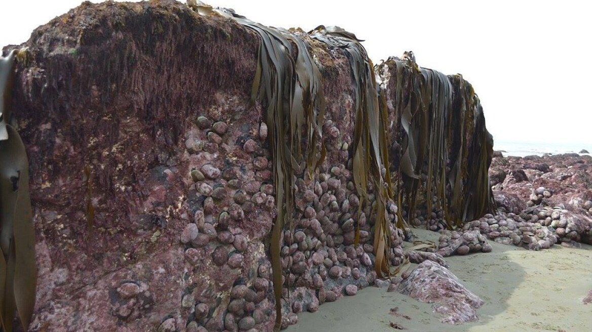 Απίστευτες φωτογραφίες από Νέα Ζηλανδία: Ο σεισμός «σήκωσε» τον πυθμένα δύο μέτρα πάνω από την άμμο!