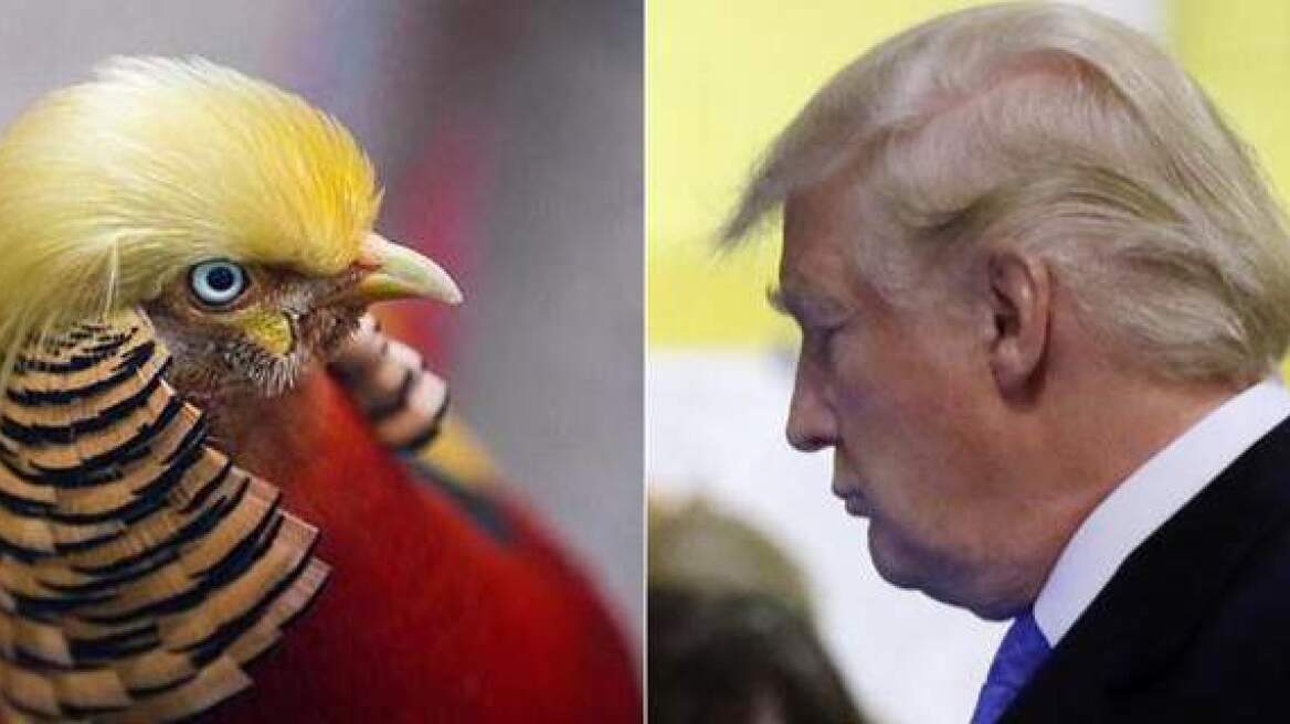 Donald Trump bird lookalike! (video)