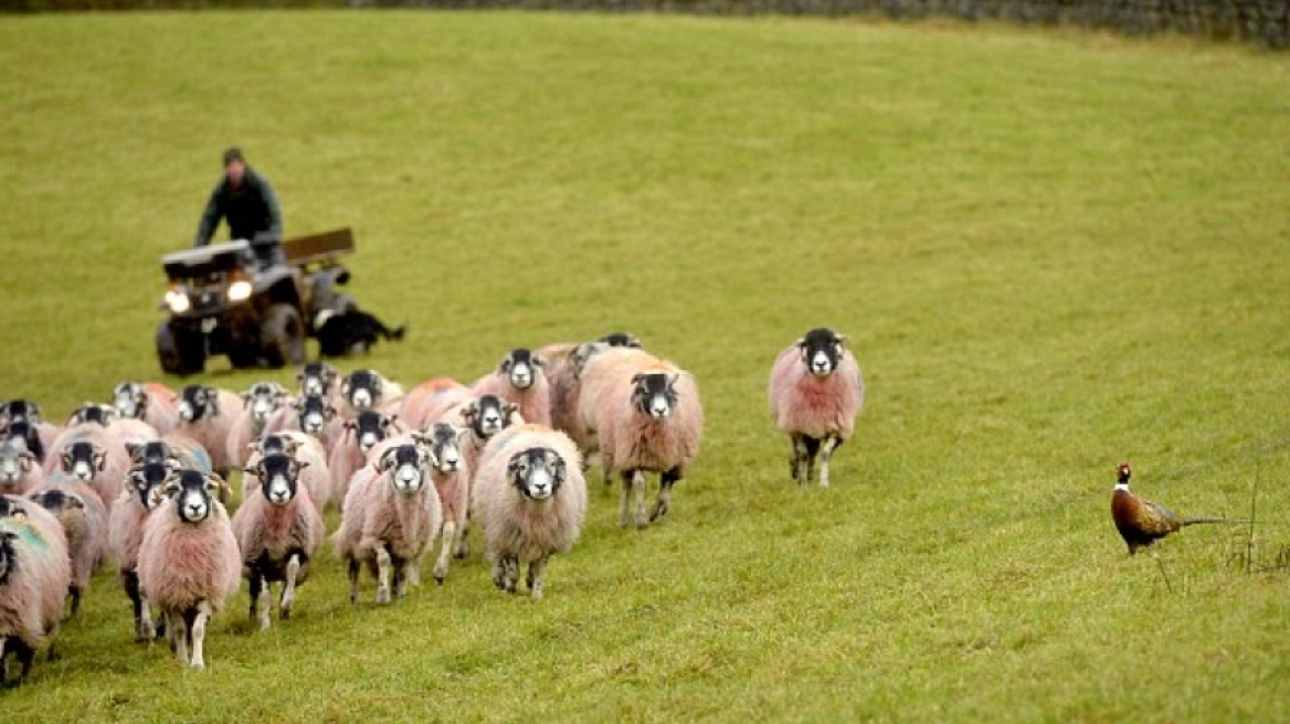 Το... πουλί που θα ήθελε να είναι τσοπανόσκυλο!