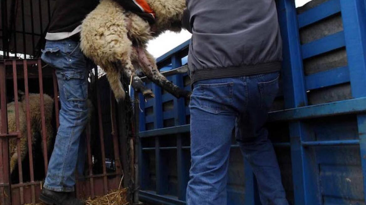 Άρτα: Και ζωοκλέφτης και «κυνηγός» μετάλλων!