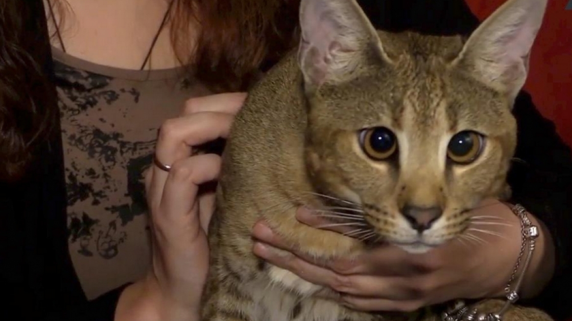 Δείτε τη γάτα σπάνια ράτσας που κοστίζει 22.100 ευρώ!