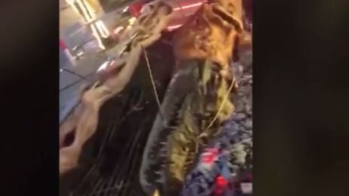 Κροκόδειλος και φίδι στη σούβλα... στη μέση του δρόμου!