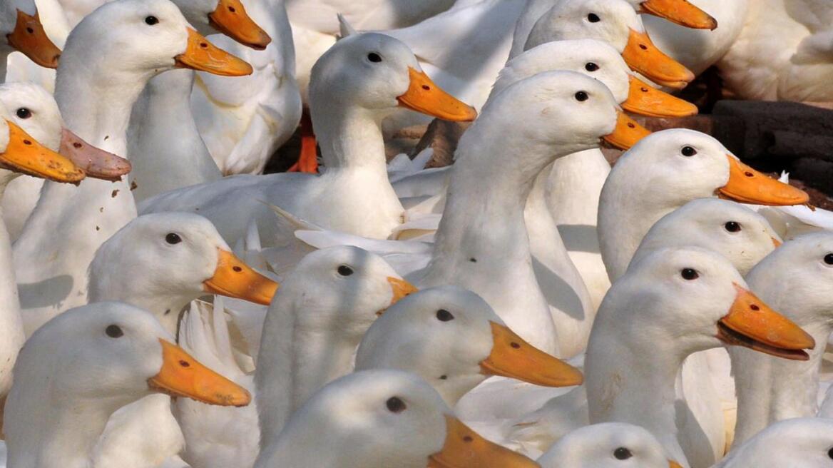 Ολλανδία: Οι αρχές θανάτωσαν 190.000 πάπιες εξαιτίας της γρίπης των πτηνών