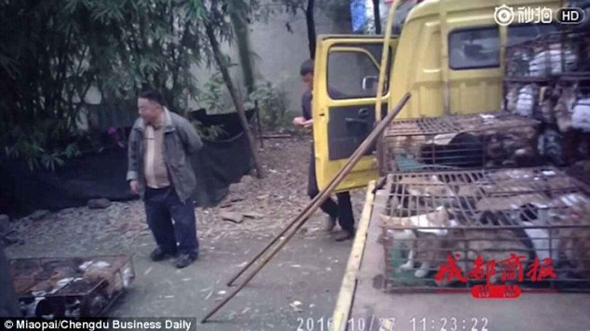 Απίστευτη θηριωδία στην Κίνα: «Φιλόζωος» έσφαζε και πουλούσε γάτες σε εστιατόρια