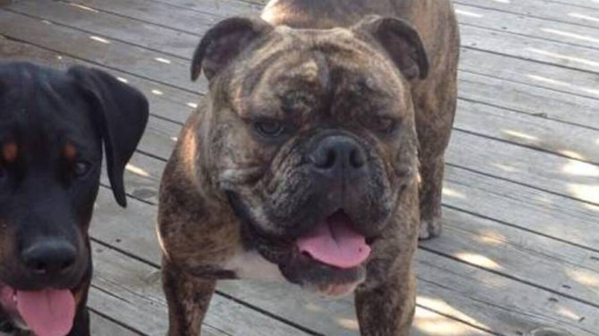 10 pets that actually ate their owners! (video)