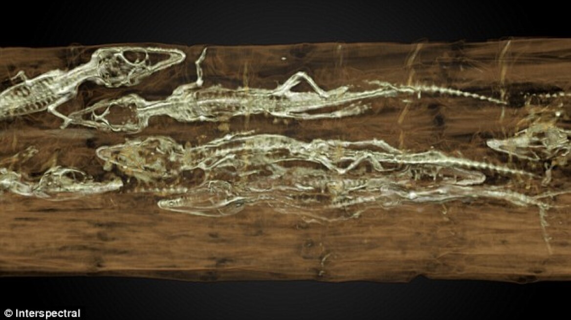 Ολλανδία: Μούμια-κροκόδειλος έκρυβε μέσα της 50 μικρά κροκοδειλάκια!