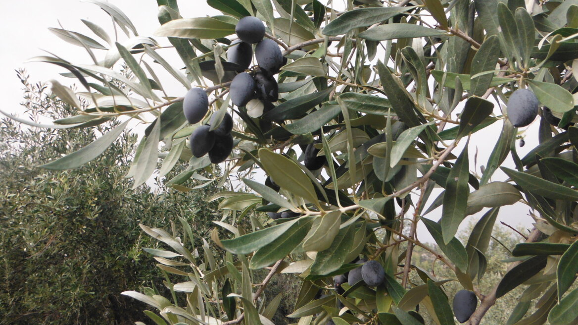 Σέρρες: Μάζεψαν δέκα τόνους ελιές από ξένο ελαιώνα!