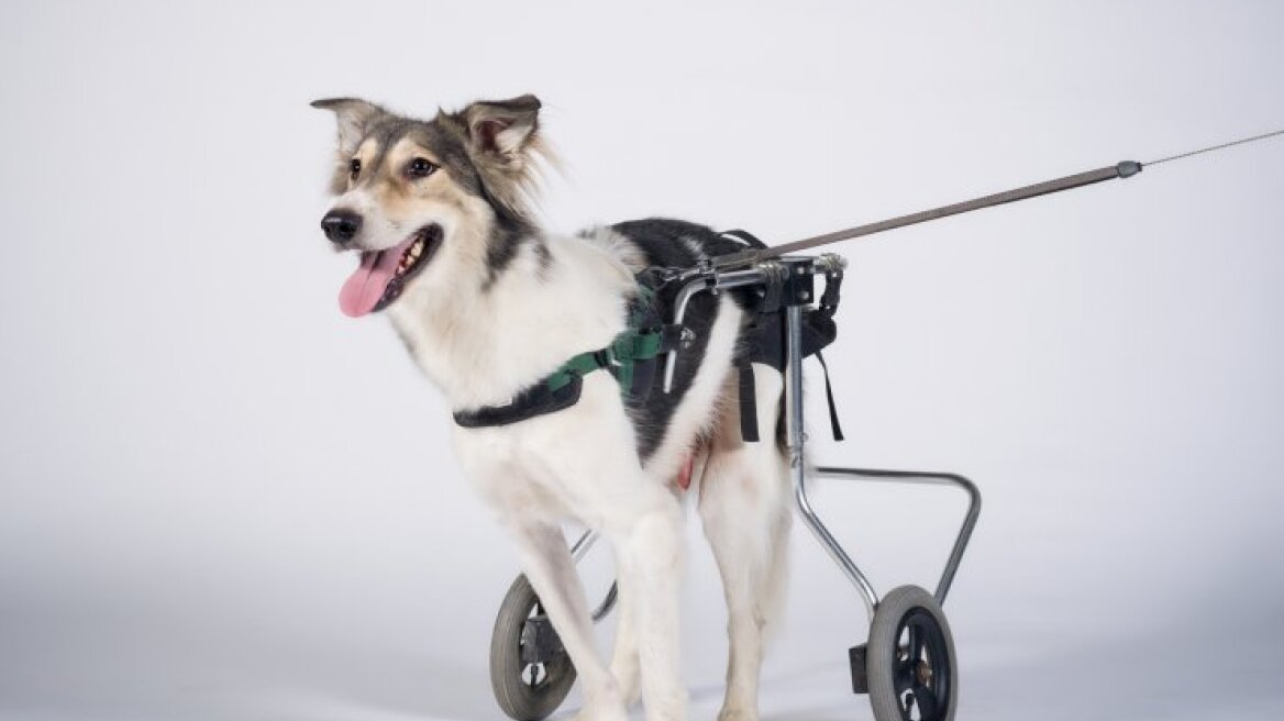 O άνθρωπος που μοιράζει ευτυχία στα ζώα! 