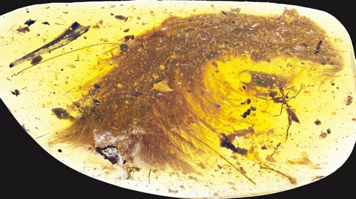 Ουρά φτερωτού δεινοσαύρου 99 εκατ. ετών βρέθηκε μέσα σε κεχριμπάρι 