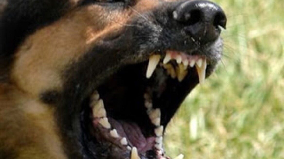 Μεσολόγγι: Σκύλος «κομμάτιασε» το πόδι 48χρονου