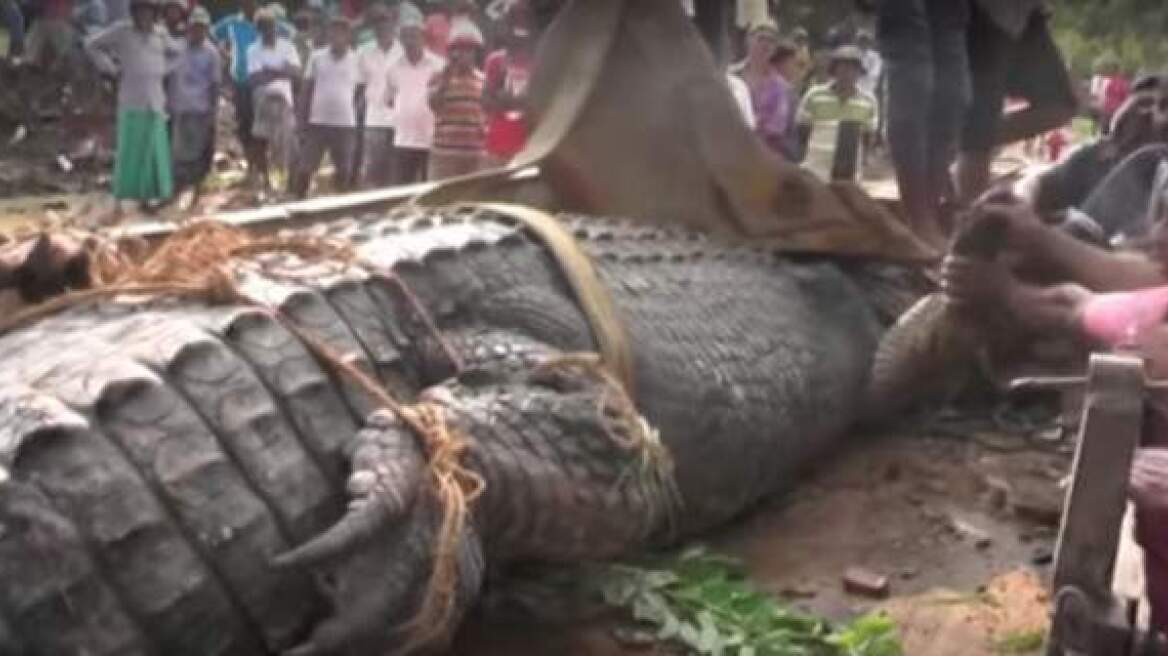 Monster crocodile in Sri Lanka! (video)