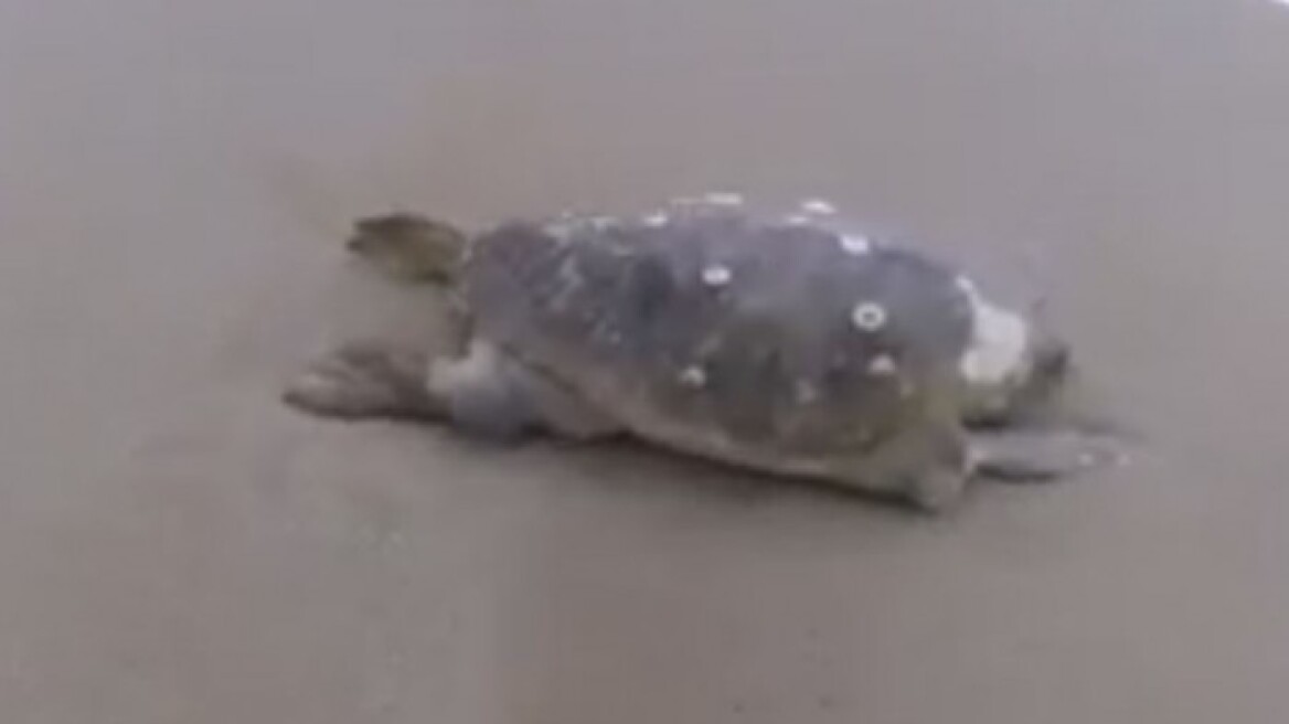 Νεκρή χελώνα Καρέτα - Καρέτα στα Χανιά 