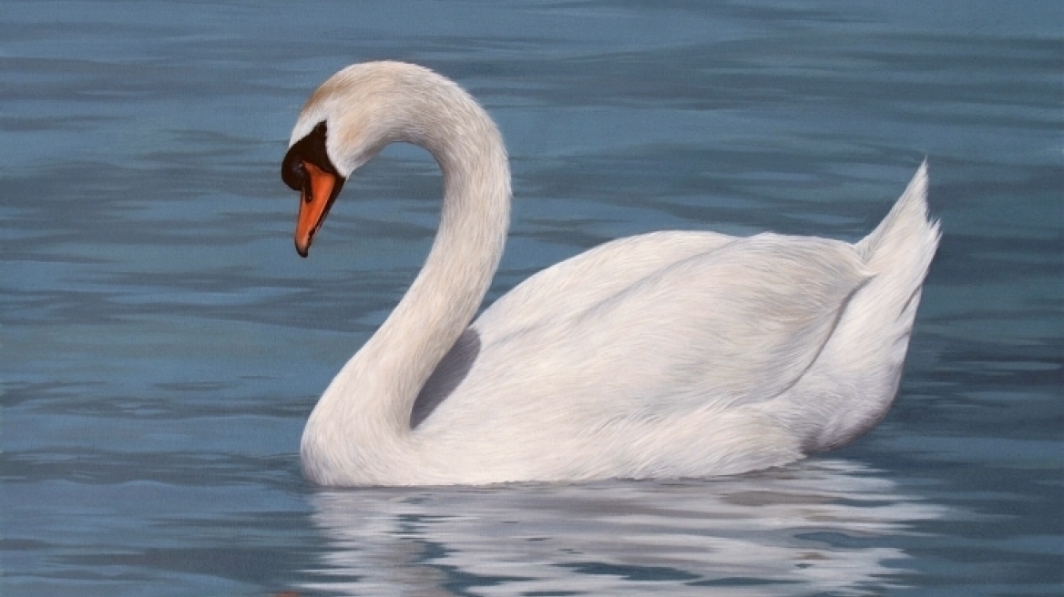 Νεκρός κύκνος στο Δέλτα του Έβρου από τον ιό της γρίπης των πτηνών 