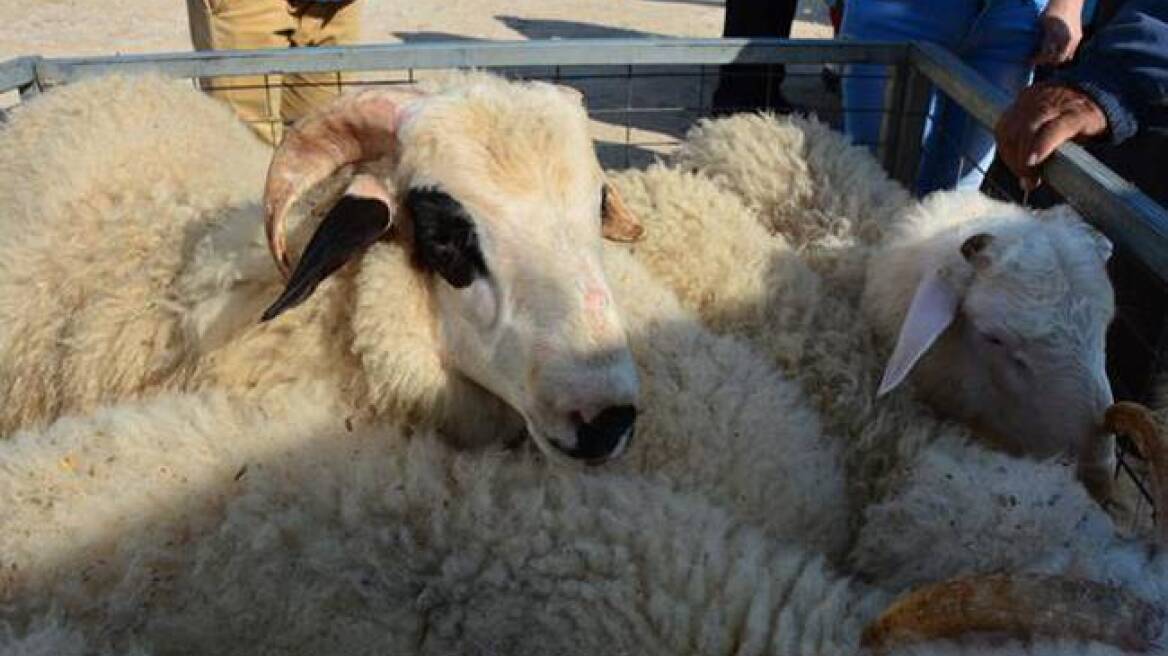 Φθιώτιδα: Άγνωστοι έκλεψαν τα αρνιά από στάνη και τα έσφαξαν