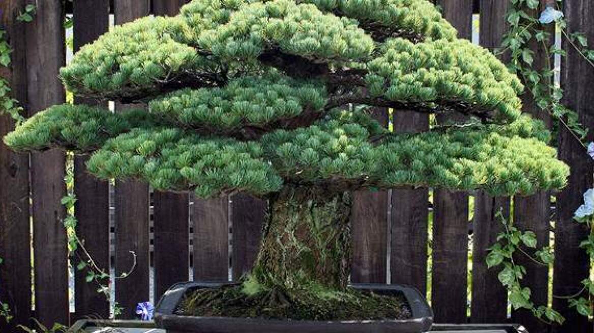 A 391 year old Bonsai tree with a story to tell… (PHOTOS)