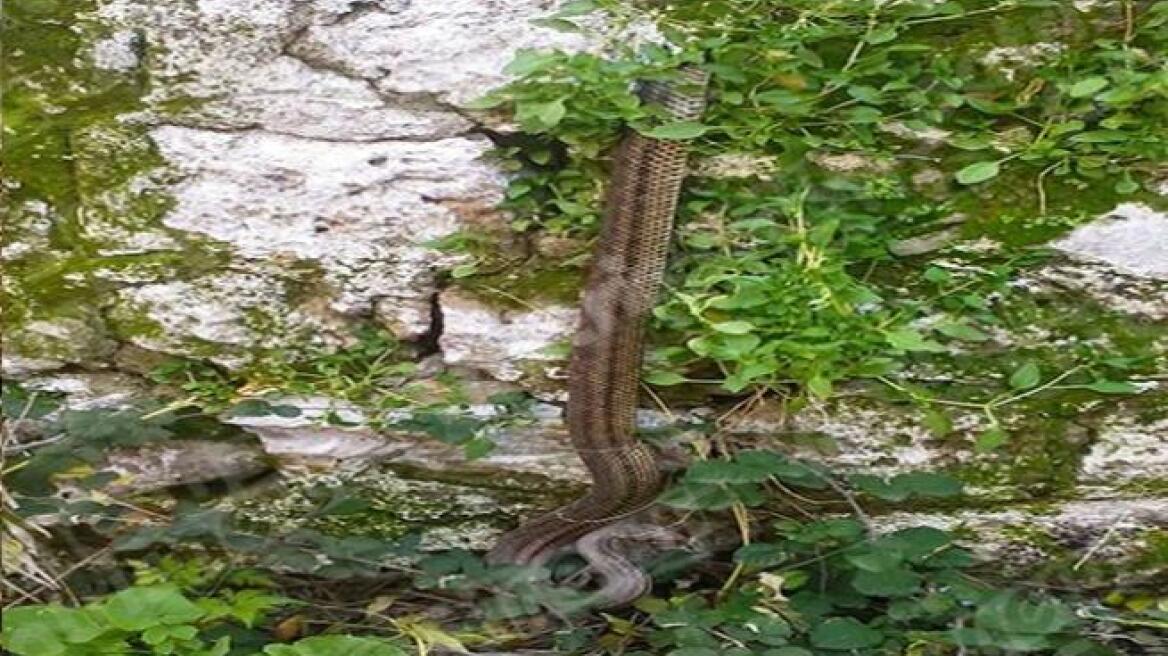 Πύργος: Φίδι έκανε διάλειμμα από την χειμερία νάρκη!