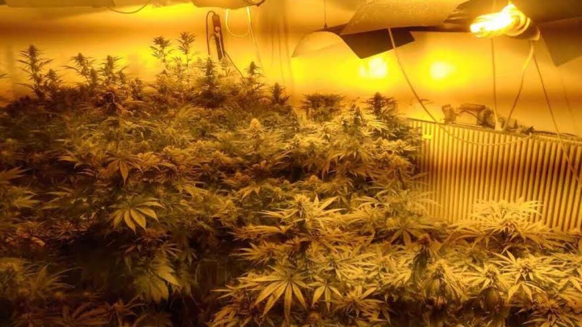 Εργαστήριο παραγωγής skunk στο υπόγειο σπιτιού