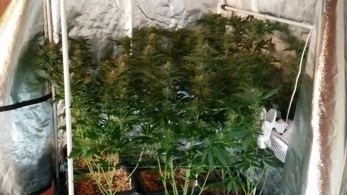 Φυτείες υδροπονικής κάνναβης σε Βόλο και Θεσσαλονίκη