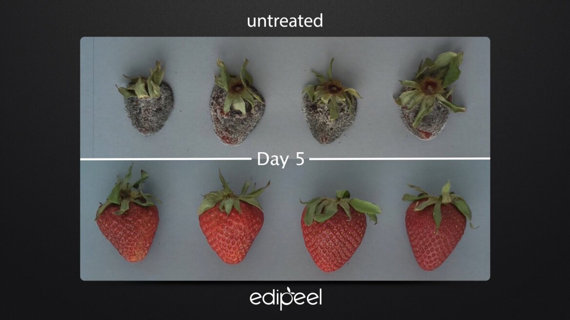 Special coating extends fruit life fivefold! (phtos)