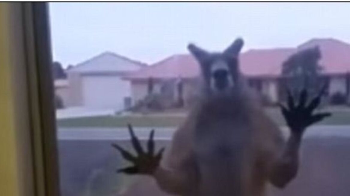 Kangaroo tries to break into house! (video)