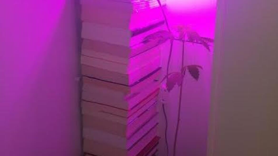 Χίος: Η ντουλάπα καταζητούμενου ήταν θερμοκήπιο για χασίς