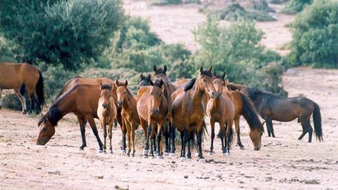 Άρτα: Άγρια άλογα παρασύρθηκαν από νταλίκα!