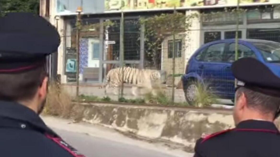 Βίντεο: Λευκή τίγρη της Σιβηρίας «το έσκασε» από τσίρκο και έκοβε βόλτες στη Σικελία