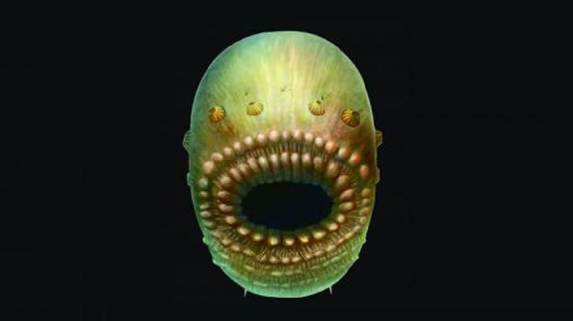 Humans’ most distant “relative” is bag-like creature, study suggests (photos)