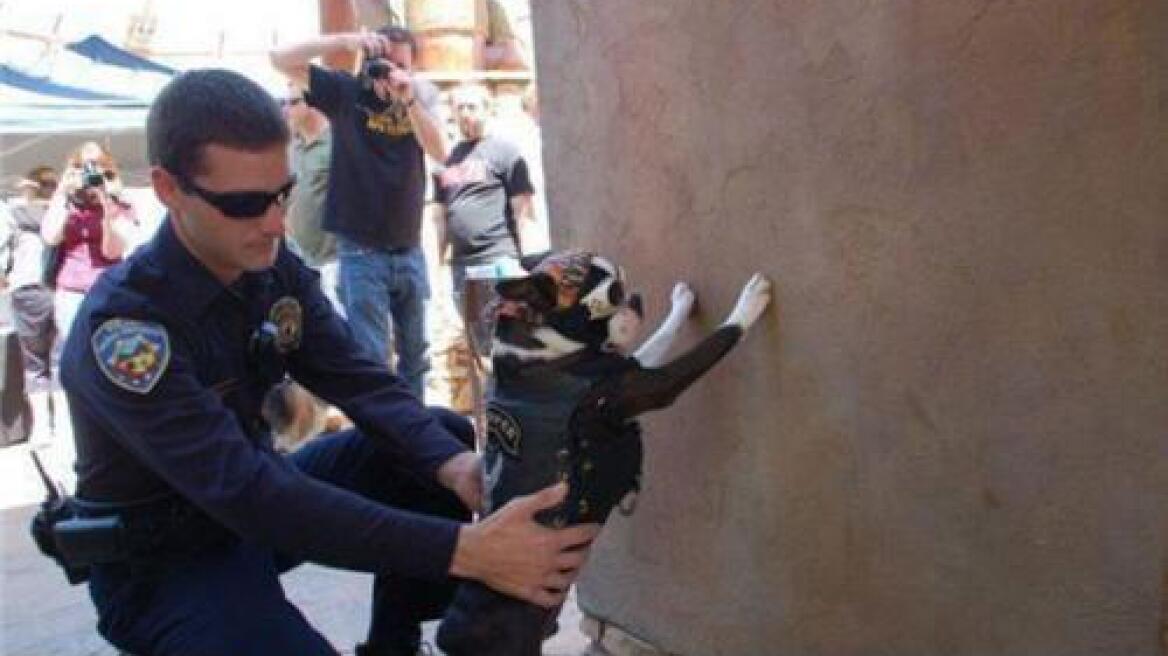 Pets going bad! (VIDEO)