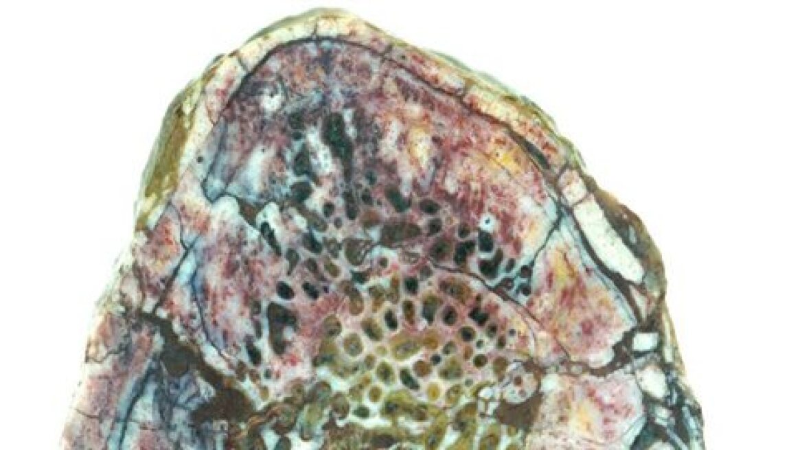 Τraces of collagen in dinosaur fossil!