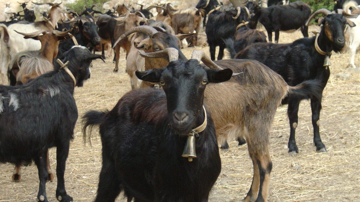 Ρόδος: Ξεκλήρισε ολόκληρο κοπάδι πυροβολώντας τις κατσίκες!