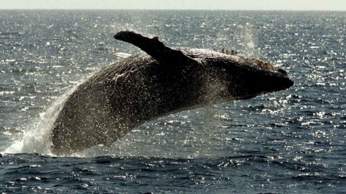  Scientists finally figured out why whales leap into the air (AUDIO)