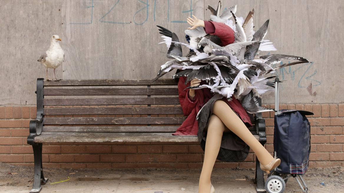 Πώς επηρεάζονται οι γλάροι από το Brexit...