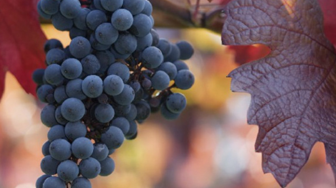 Ήξερες ότι τα σταφύλια προστατεύουν από το Αλτσχάιμερ;