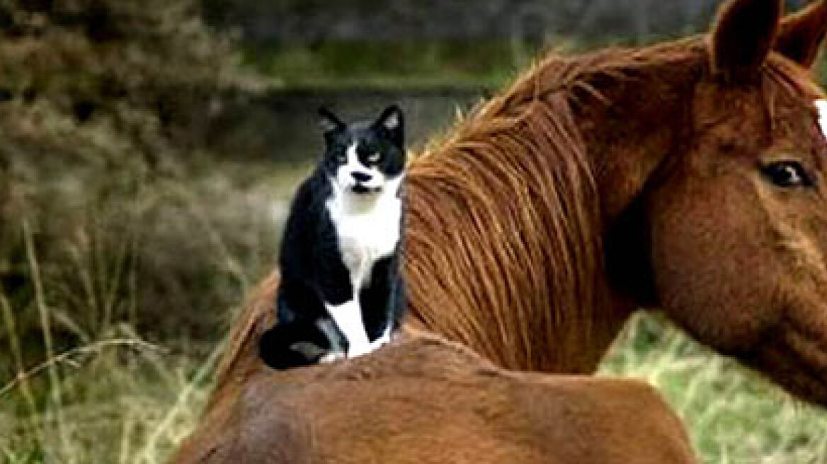 Cat & horse are unlikely friends (VIDEO)