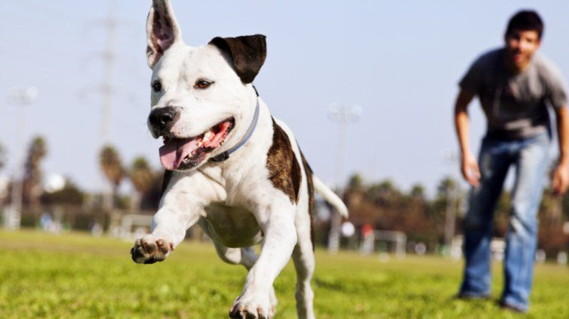 Είστε αγχωτικοί ή νευρικοί; Θα γίνει και ο σκύλος σας 