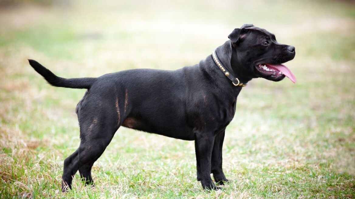 Βρετανία: Σκύλος επιτέθηκε και δάγκωσε τετράχρονο στο πρόσωπο