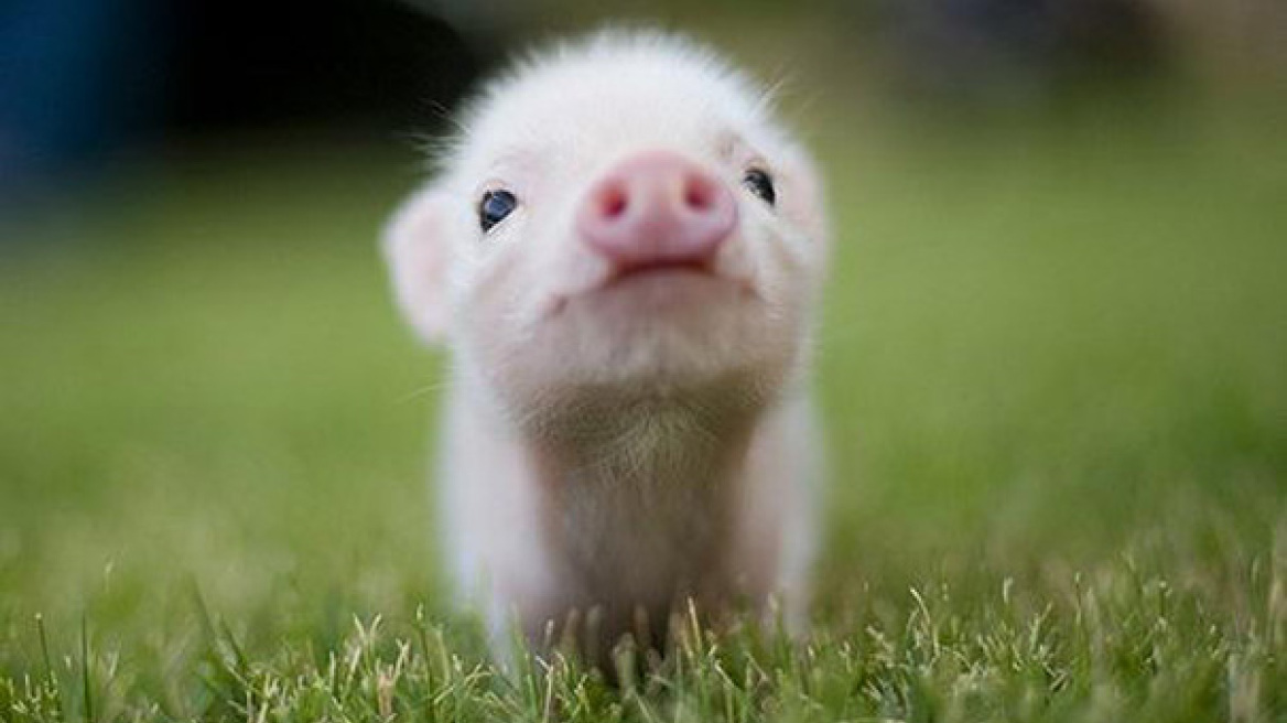 Unbelievably cute animals! (ADORABLE PHOTOS)