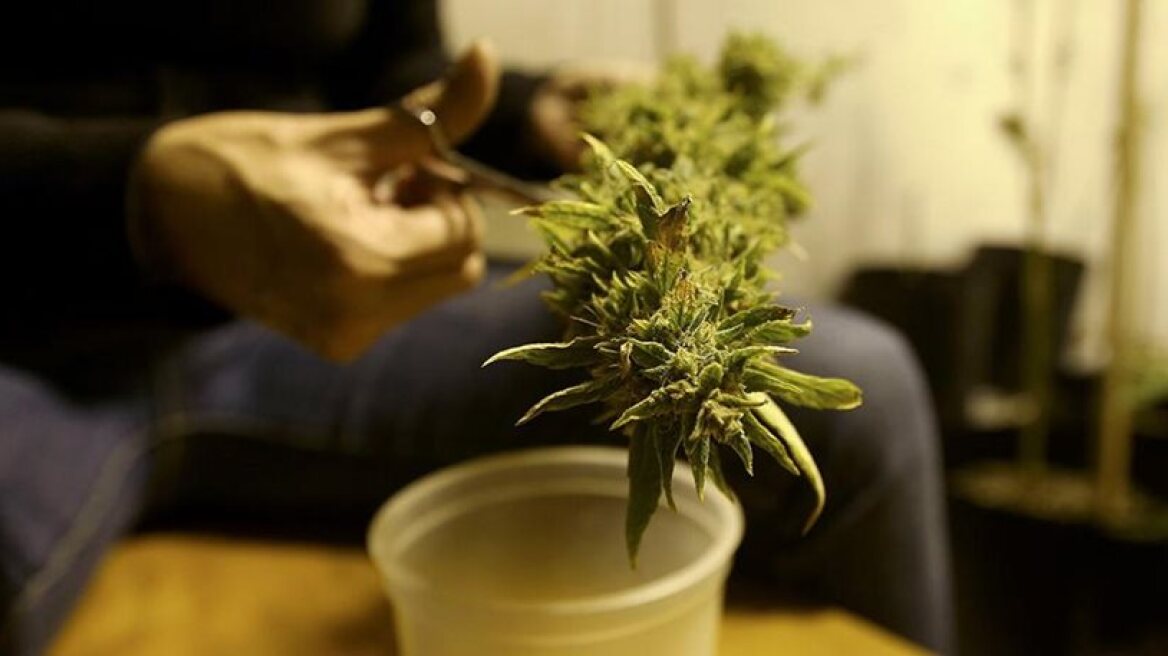 Health Ministry in favour of medicinal cannabis