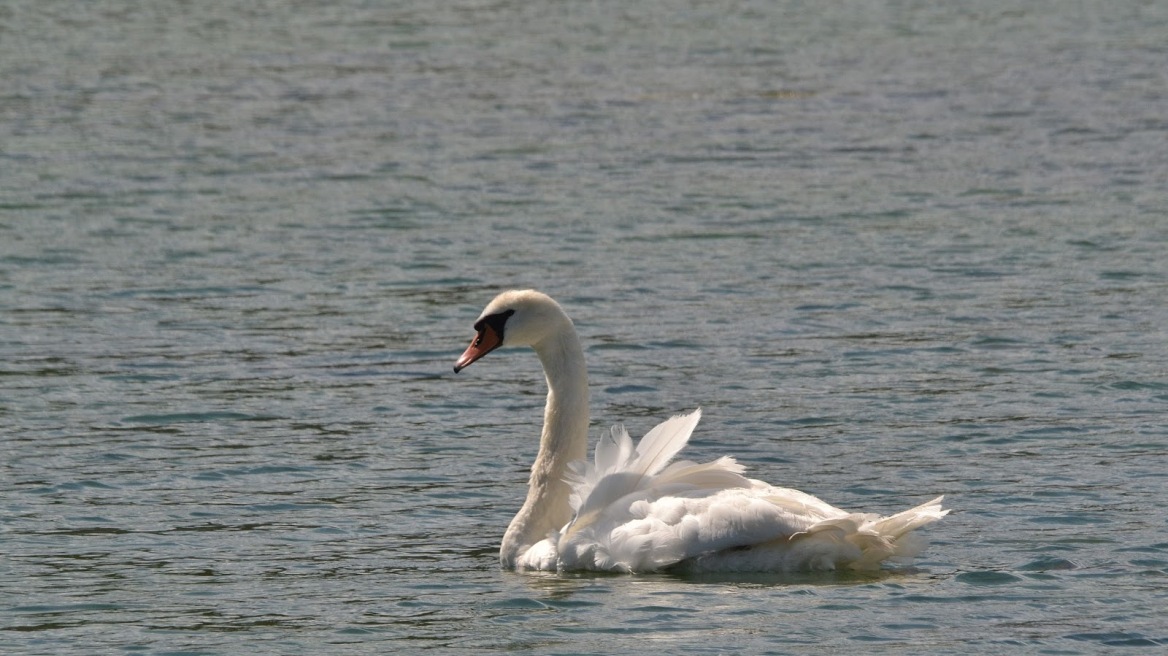 Δύο νέες εστίες γρίπης των πτηνών σε Αρκαδία - Φλώρινα