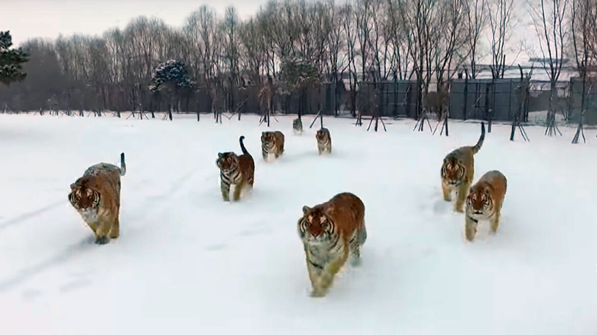Tigers attack drone (video)