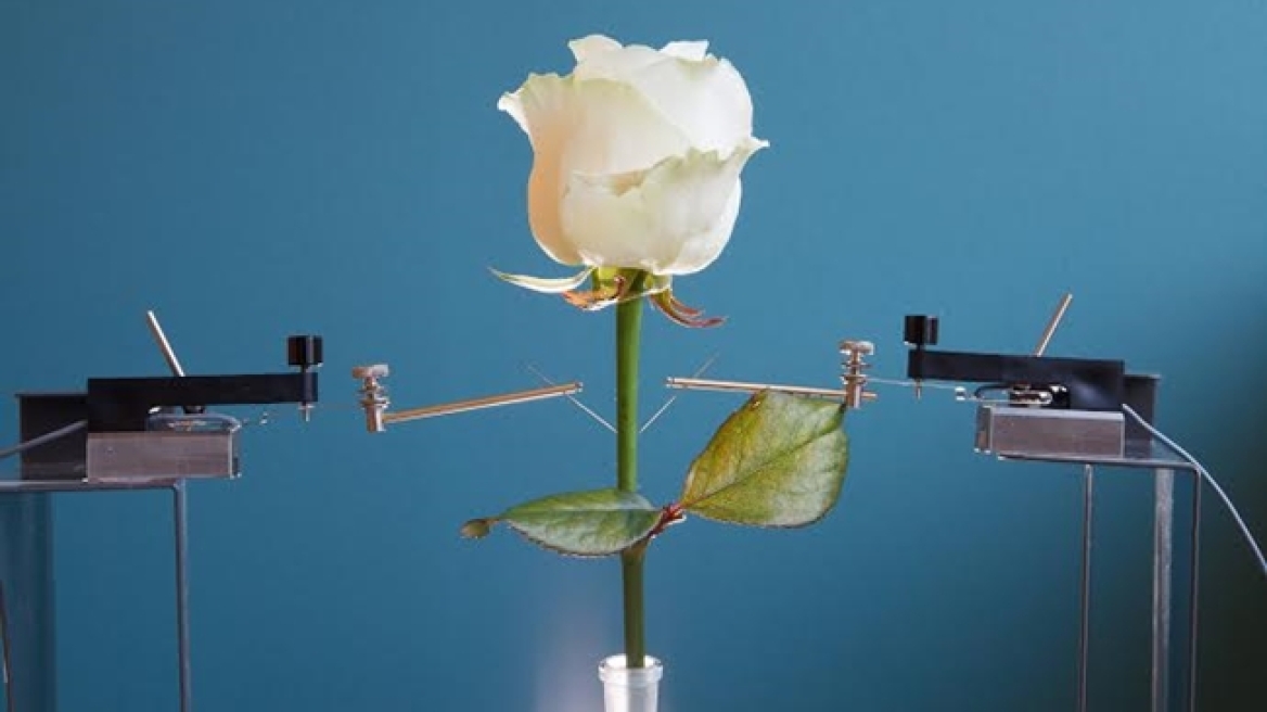 Ελληνίδα επιστήμονας δημιούργησε το πρώτο ηλεκτρονικό τριαντάφυλλο 