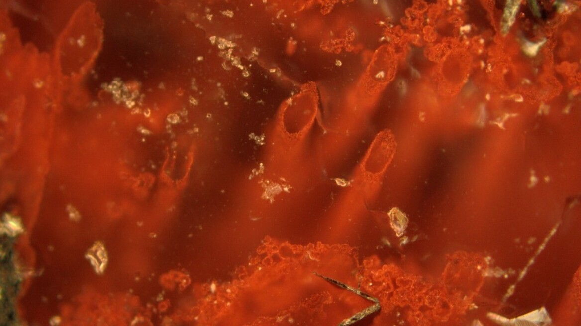 Newfound 3.77-billion-year-old fossils could be earliest evidence of life on Earth!