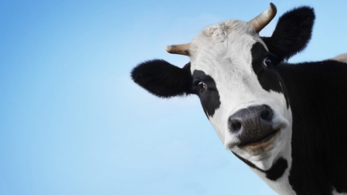 Τρίκαλα: Τράκαρε με αγελάδα και «σέρνει» τους κτηνοτρόφους στα δικαστήρια!