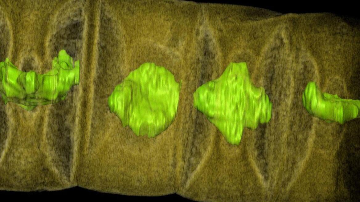 Ανακαλύφθηκαν τα αρχαιότερα απολιθώματα φυτικής μορφής